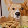 Chó Corgi ăn gì cho khỏe xương và bí quyết phát triển hệ vận động