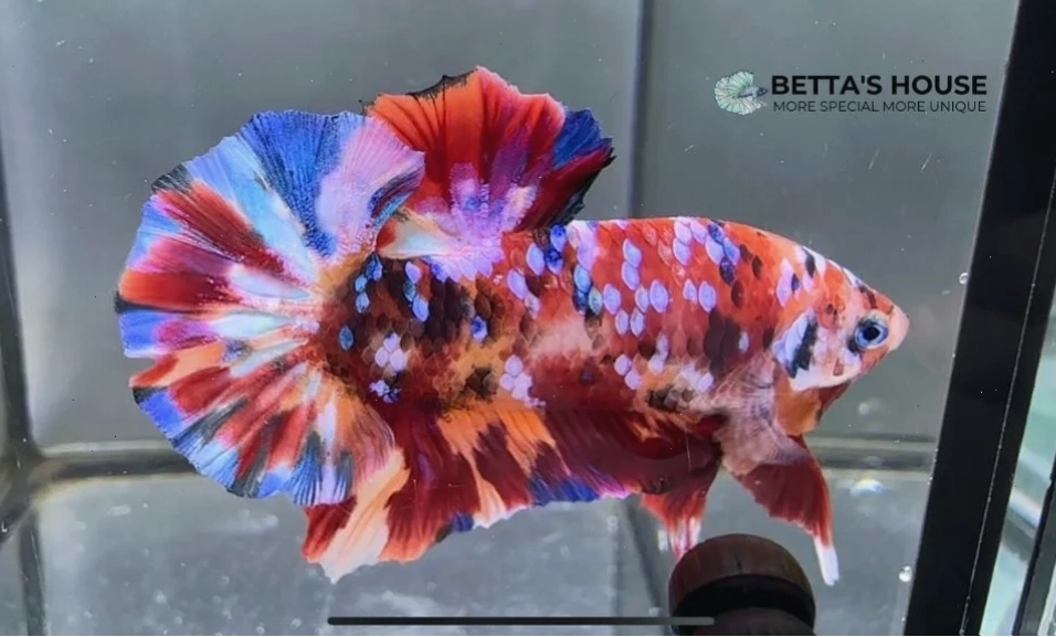 Cá betta koi galaxy rực rỡ sắc màu