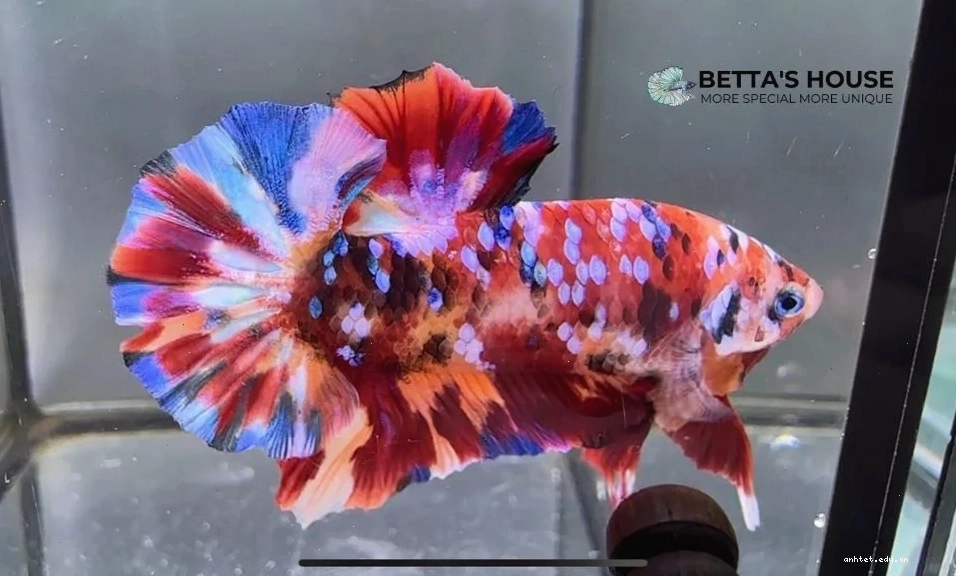 Cá betta koi galaxy rực rỡ với màu sắc đa dạng