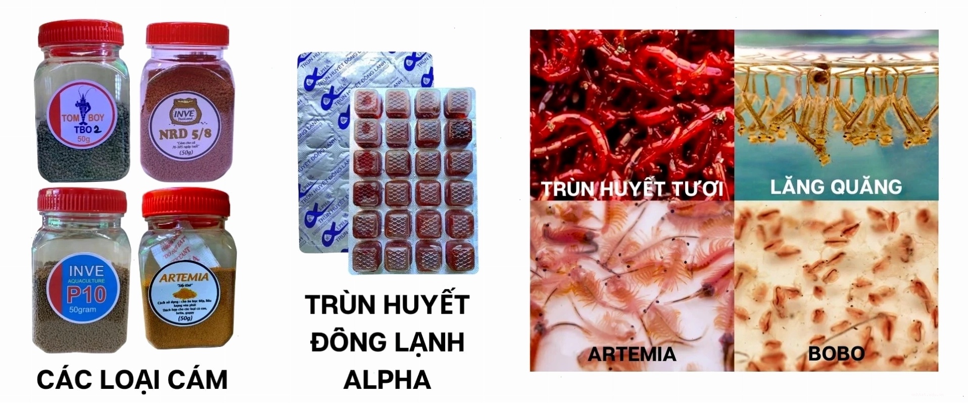 Các loại thức ăn giàu dinh dưỡng cho cá betta