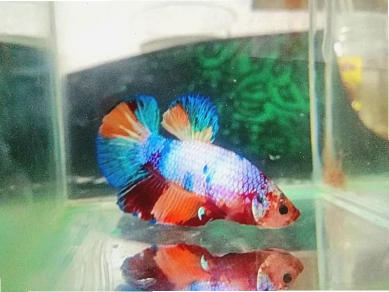 Hình ảnh cá betta bột mới nở