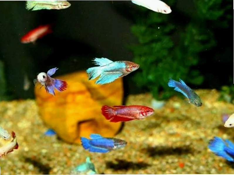 Thay nước cho bể nuôi cá betta bột