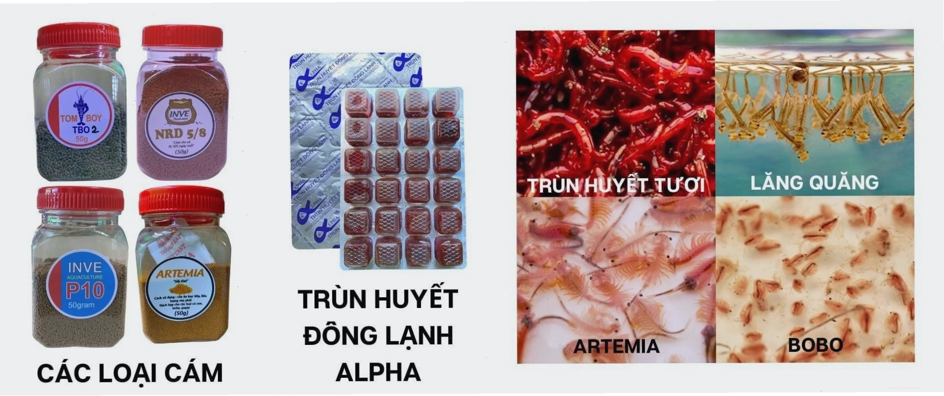 Thức ăn tươi sống cho cá betta