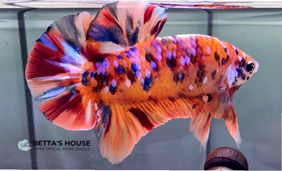 Vẻ đẹp của cá betta koi trong bể kính
