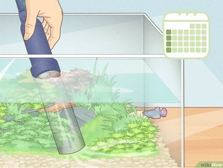 Vệ sinh bể cá betta đúng cách
