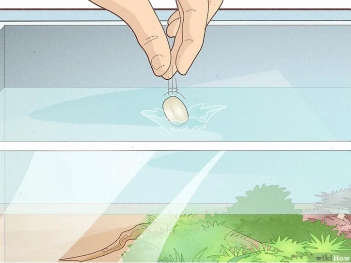 Xử lý nước máy nuôi cá betta