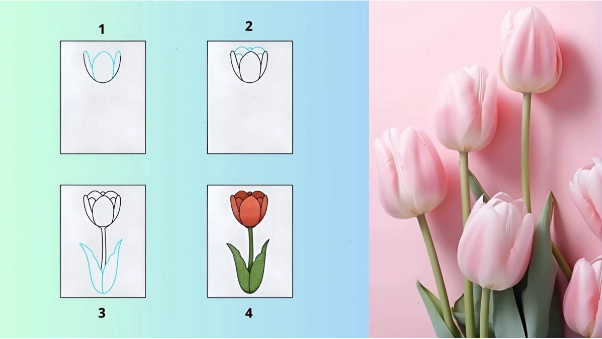 Cách vẽ hoa Tulip