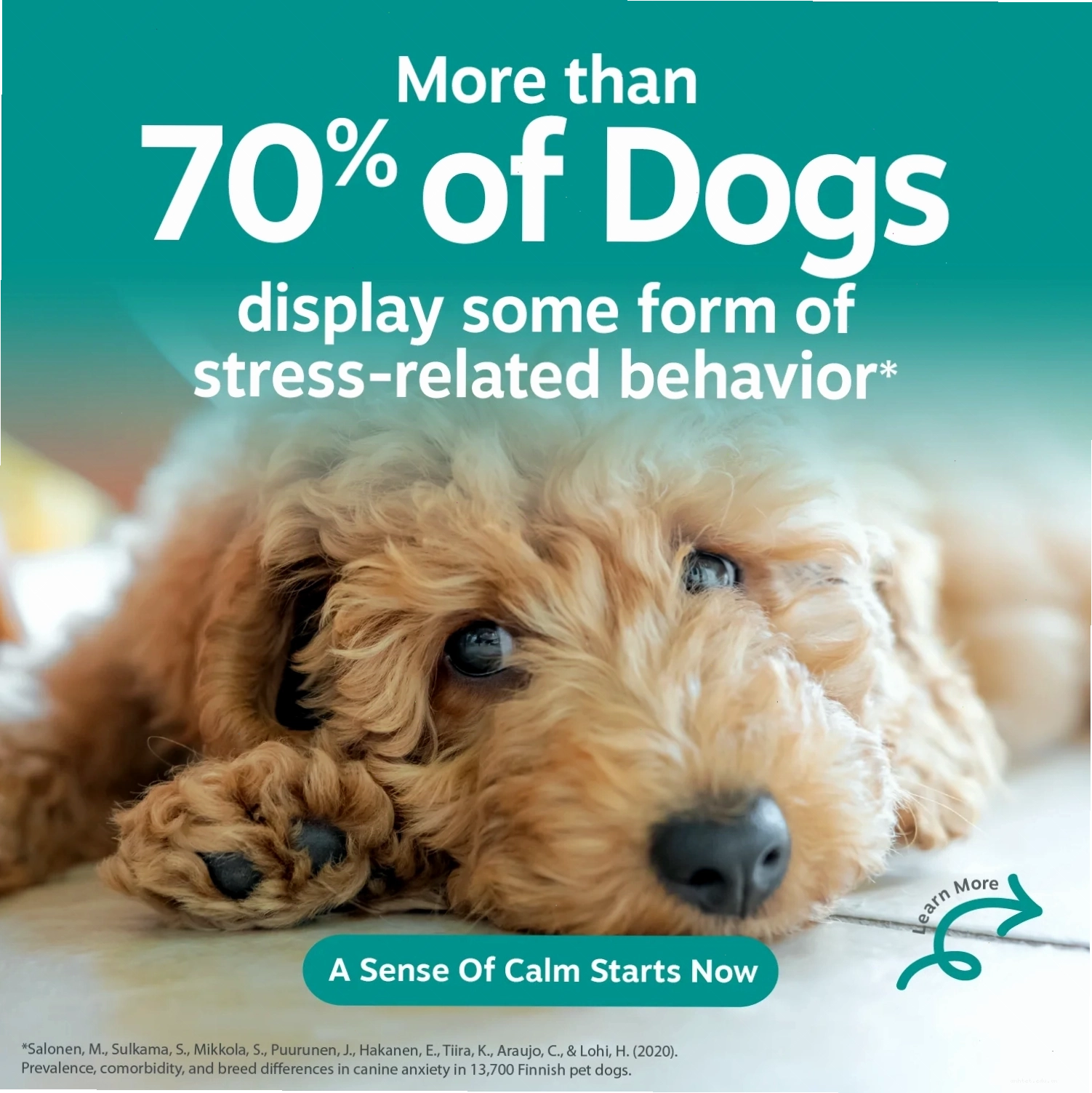 Infographic showing dog stress statistics on a teal background