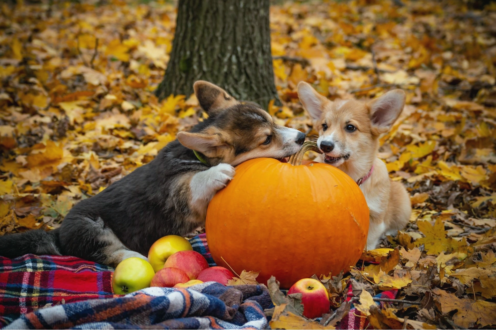 Các loại thịt giàu đạm cho chó Corgi năng động