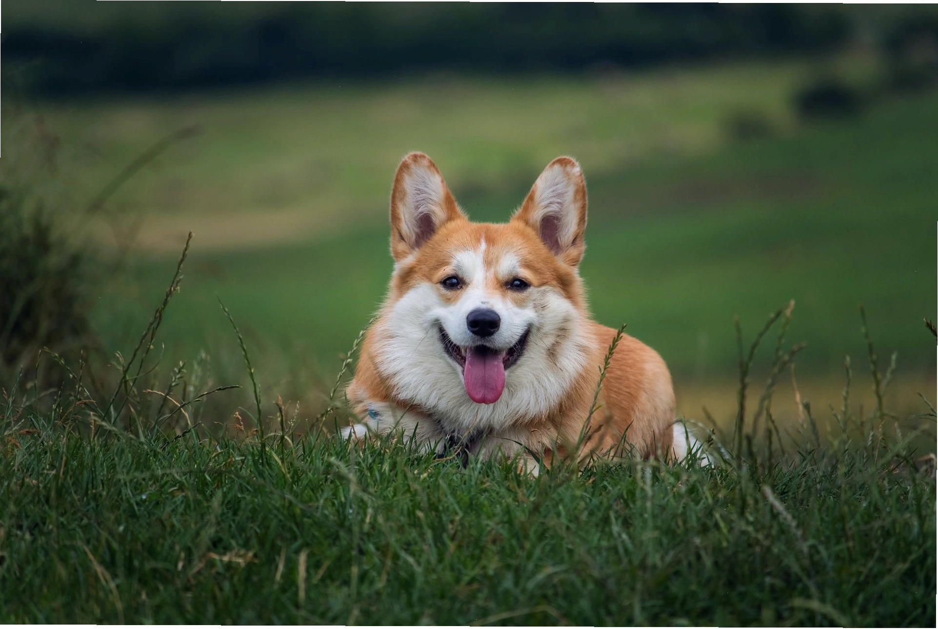 Chó Corgi cần chế độ ăn giàu canxi để bảo vệ khung xương