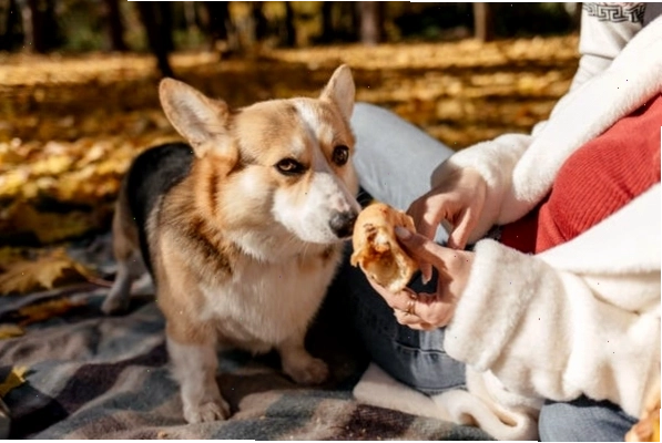 Tìm hiểu chế độ ăn uống lành mạnh cho chó Corgi