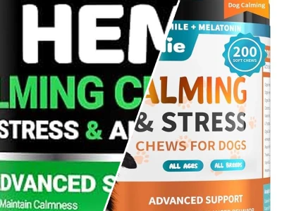 Comprehensive guide to natural calming treats for stressed dogs in 2026