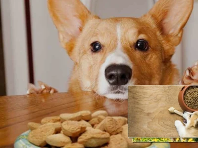 Chó Corgi ăn gì cho khỏe xương và bí quyết phát triển hệ vận động